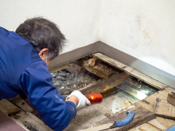 Best Mold Remediation Experts  in Sansom Park, TX