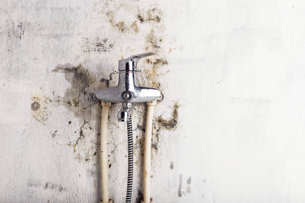 Best Mold Damage Repair  in Sansom Park, TX