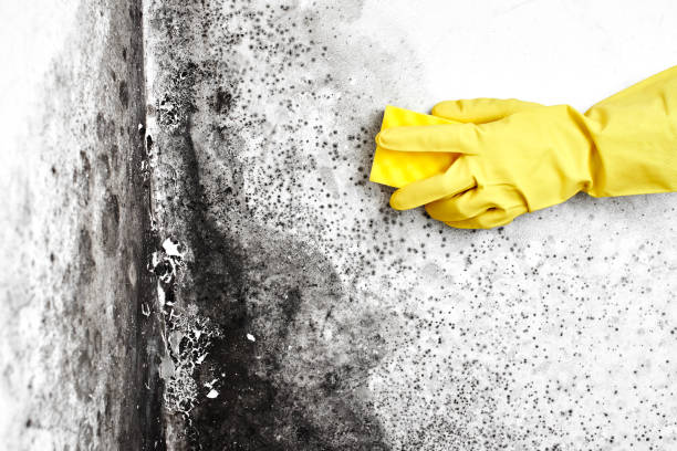 Best Certified Mold Removal  in Sansom Park, TX