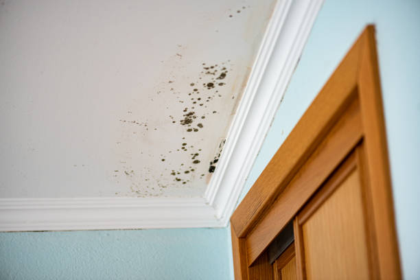 Best Office Mold Removal Services  in Sansom Park, TX