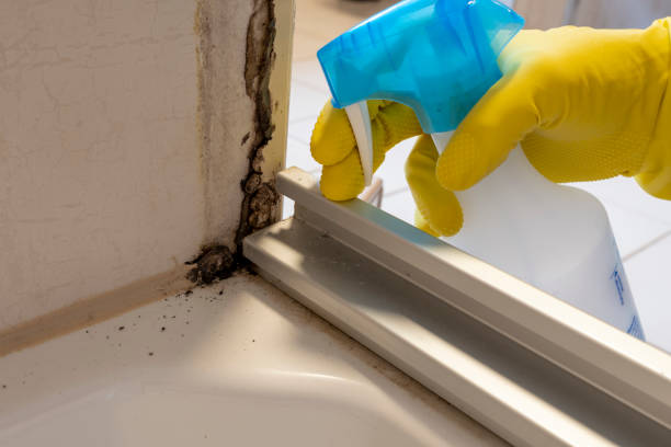 Best Mold Removal Near Me  in Sansom Park, TX