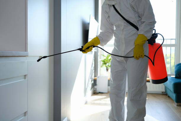 Best Black Mold Removal  in Sansom Park, TX