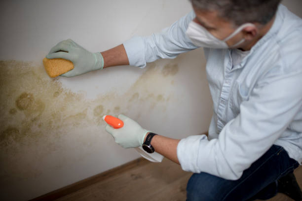 Best Best Mold Removal Companies  in Sansom Park, TX