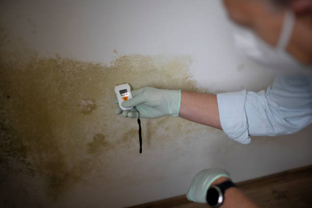 Best Mold Remediation  in Sansom Park, TX
