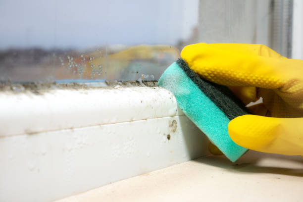 Best Home Mold Removal  in Sansom Park, TX