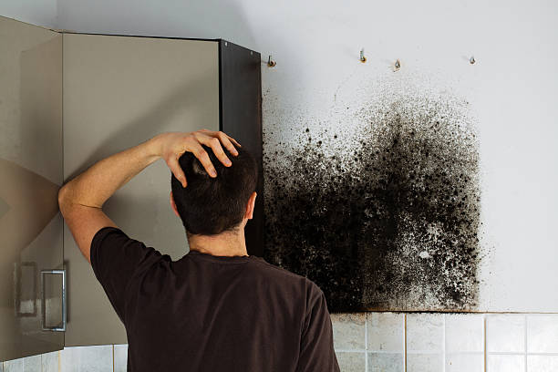 Best Home Mold Removal  in Sansom Park, TX