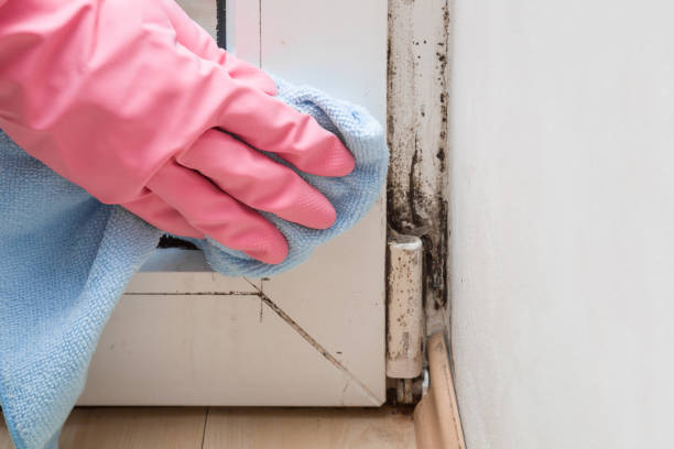 Best Crawl Space Mold Removal  in Sansom Park, TX