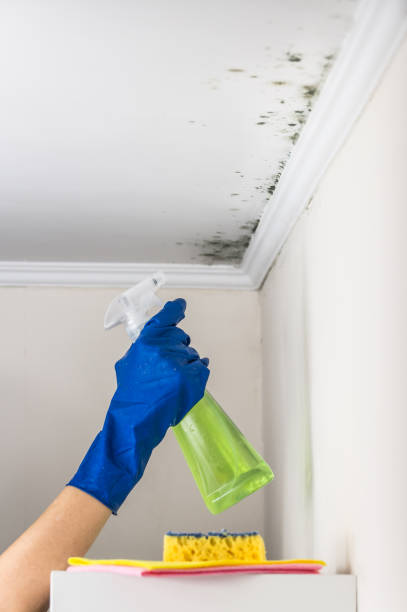 Best Residential Mold Removal  in Sansom Park, TX