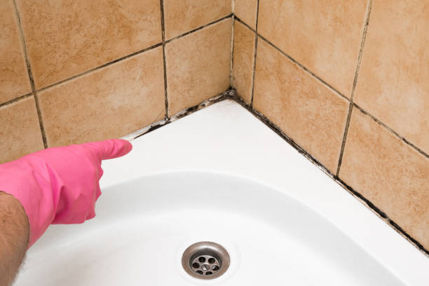 Best Attic Mold Removal  in Sansom Park, TX